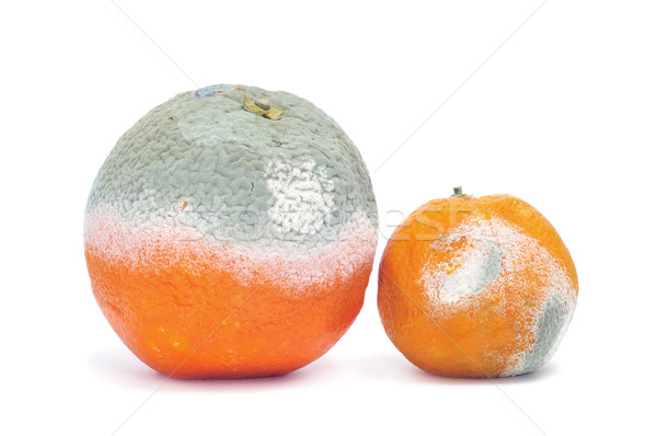 moldy orange and mandarine Stock photo © nito