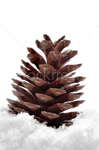 pine cone on the snow Stock photo © nito