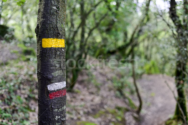 GR path mark in a tree in Spain Stock photo © nito