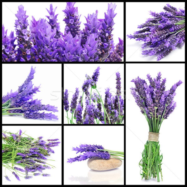 lavender flowers collage Stock photo © nito