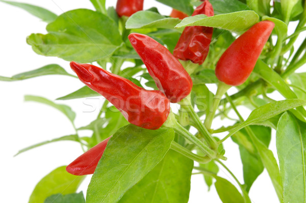 capsicum annuum plant with small red peppers Stock photo © nito