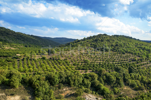 Haselnuss Bäume Hain Berge Spanien Panorama Stock foto © nito