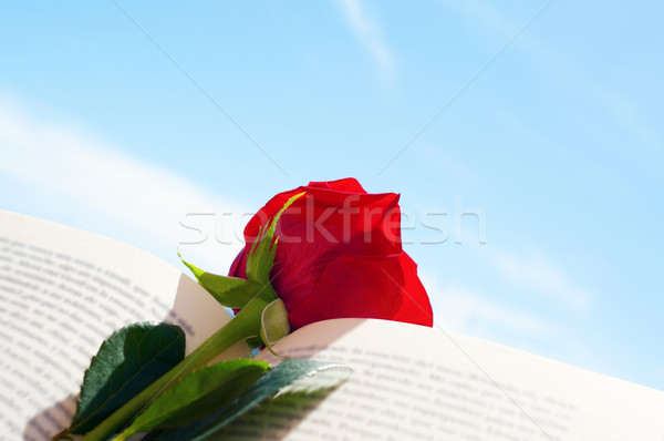 red rose in an open book Stock photo © nito