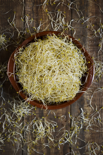 alfalfa sprouts in a bowl Stock photo © nito