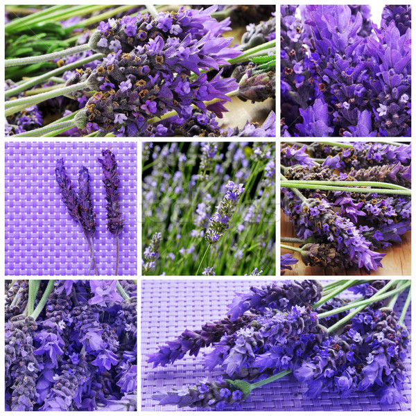lavender flowers collage Stock photo © nito