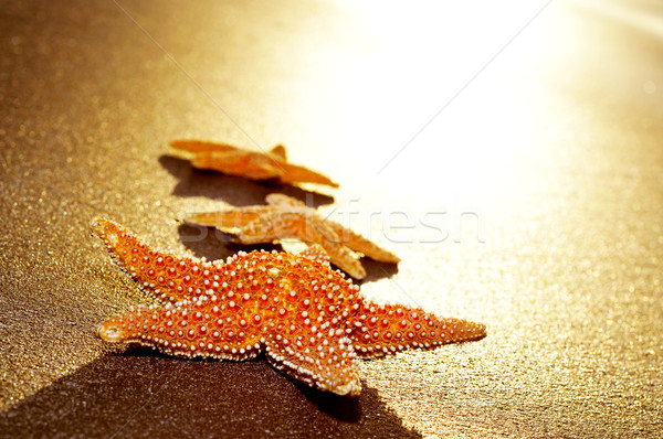 seastars on the shore of a beach Stock photo © nito
