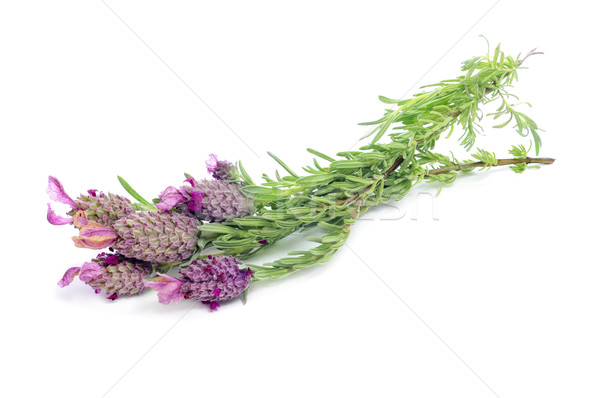 Stock photo: Lavandula stoechas, Spanish lavender