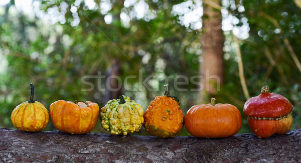 pumpkins on a tree Stock photo © nito