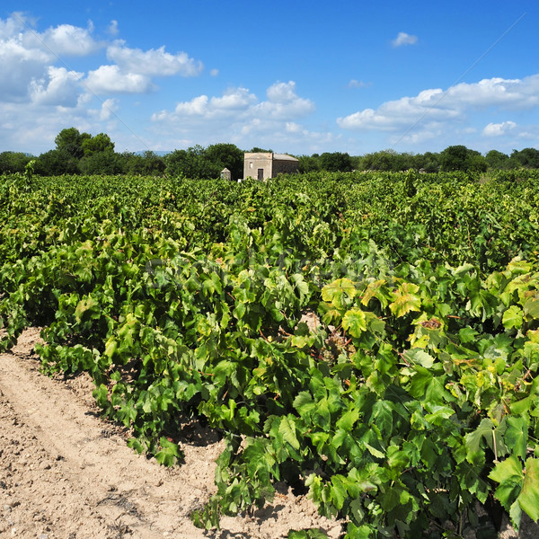 Szőlőskert kilátás érett szőlő étel természet Stock fotó © nito