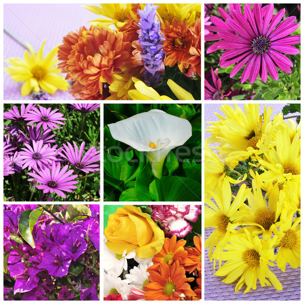 flowers collage Stock photo © nito