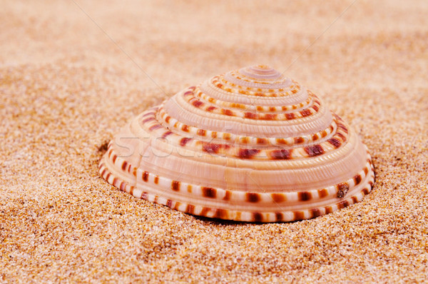 Stock photo: conch on the sand