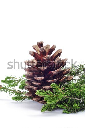 pine cone Stock photo © nito