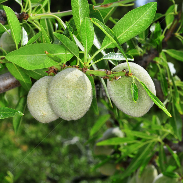 green almonds Stock photo © nito