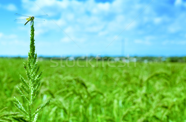 Szitakötő mező delta közelkép rizs növény Stock fotó © nito