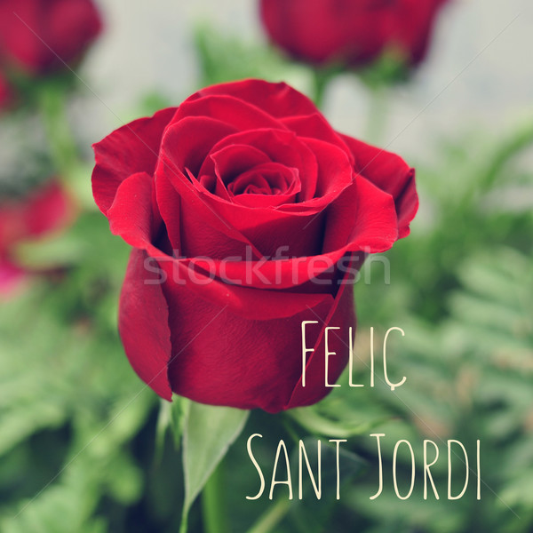 Stock photo: red rose and the text Felic Sant Jordi, Happy Saint Georges Day,