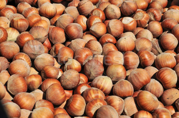 hazelnuts in shell Stock photo © nito