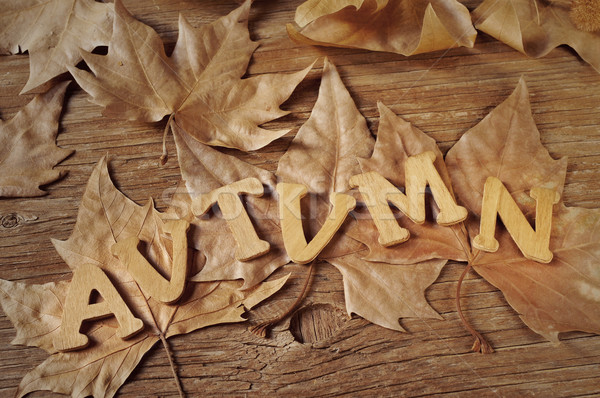 Stock photo: autumn