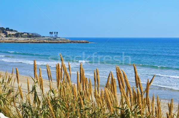 Cud plaży Hiszpania widoku niebo drzewo Zdjęcia stock © nito