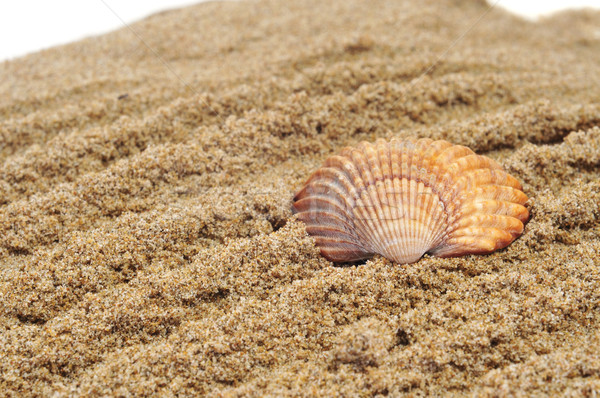 seashell on the sand Stock photo © nito