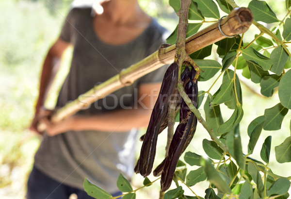 young man harvesting carobs from a carob tree Stock photo © nito