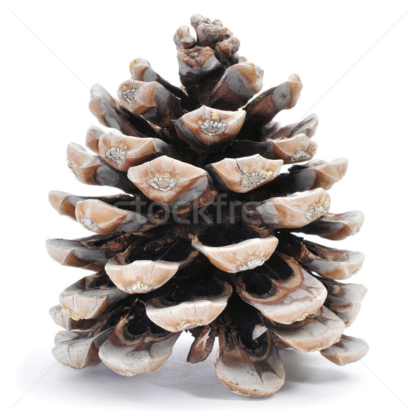 pine cone Stock photo © nito