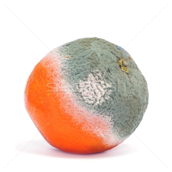 moldy orange Stock photo © nito