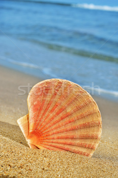 seashell Stock photo © nito