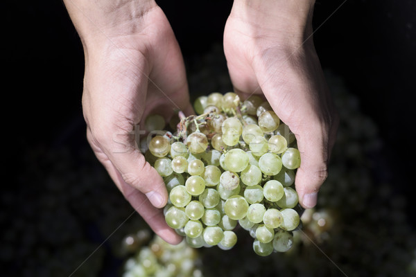 man with a bunch of grapes in his hands Stock photo © nito