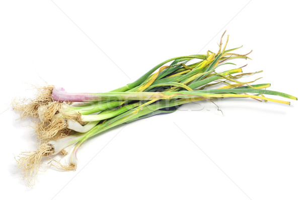 garlic shoots Stock photo © nito