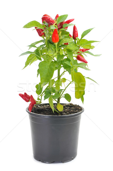 capsicum annuum plant with small red peppers Stock photo © nito