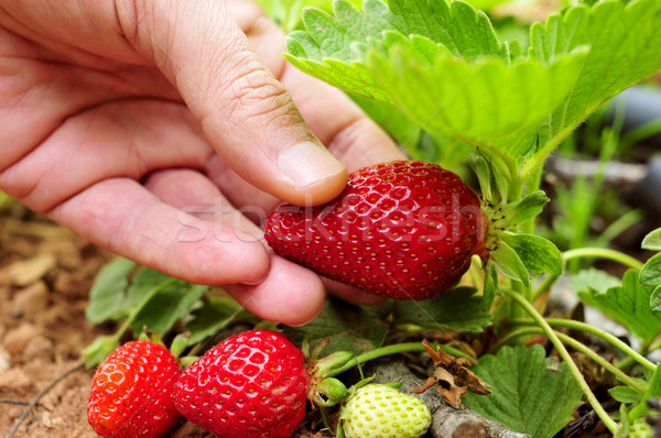 picking strawberries Stock photo © nito