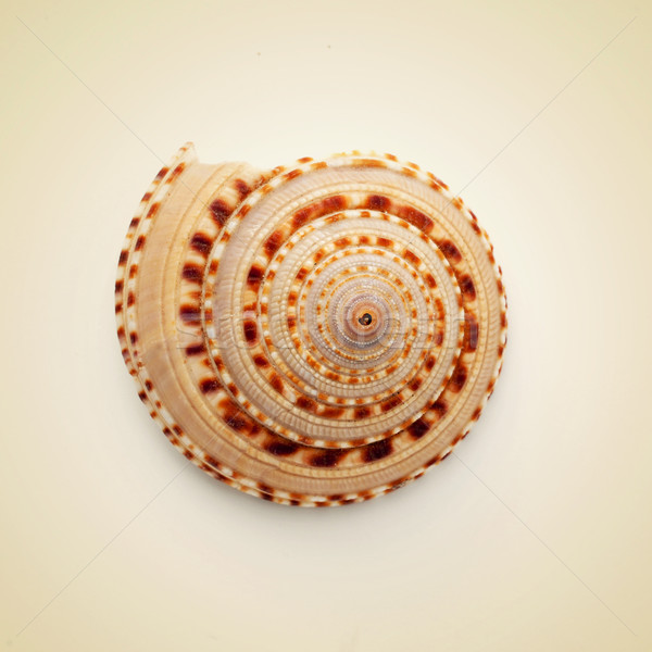 conch shell Stock photo © nito