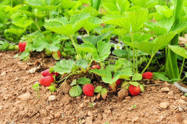 ripe strawberries in the plant Stock photo © nito