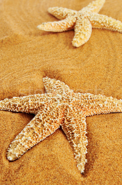 starfishes on the sand of a beach Stock photo © nito