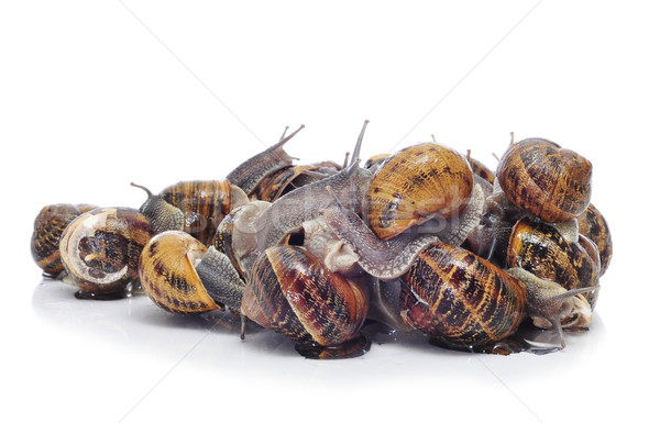 land snails Stock photo © nito