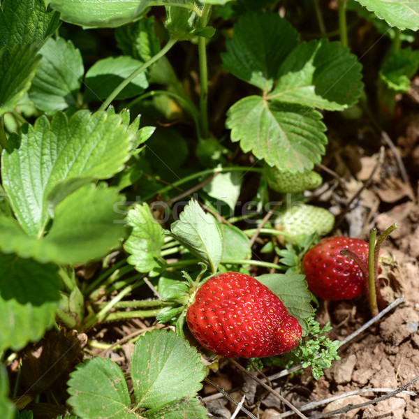 ripe strawberries in the plant Stock photo © nito