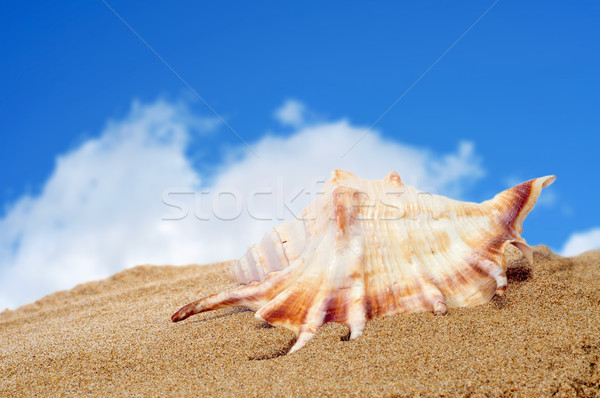 conch on the sand Stock photo © nito