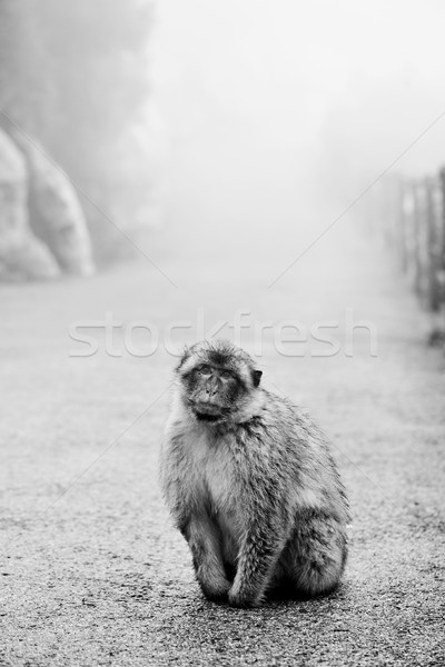 wild macaque in the Rock of Gibraltar, black and white Stock photo © nito