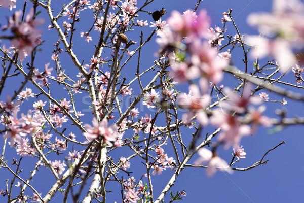 Badem ağaç tok çiçeklenme şube Stok fotoğraf © nito