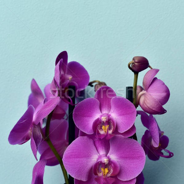 pink Phalaenopsis orchids Stock photo © nito