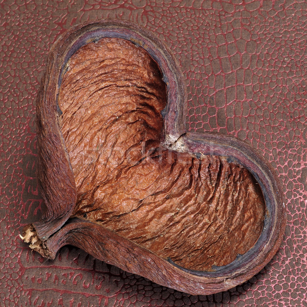 Kabuk deri doku sevmek doğa dizayn Stok fotoğraf © nito
