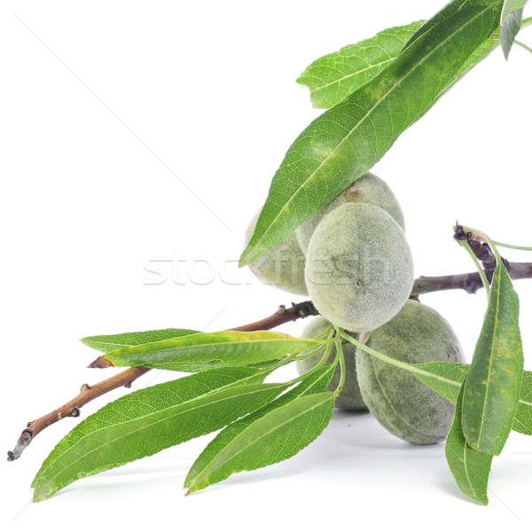 green almonds Stock photo © nito