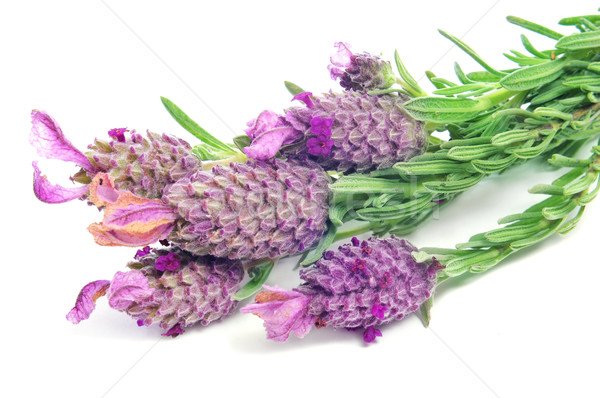 Lavandula stoechas, Spanish lavender Stock photo © nito