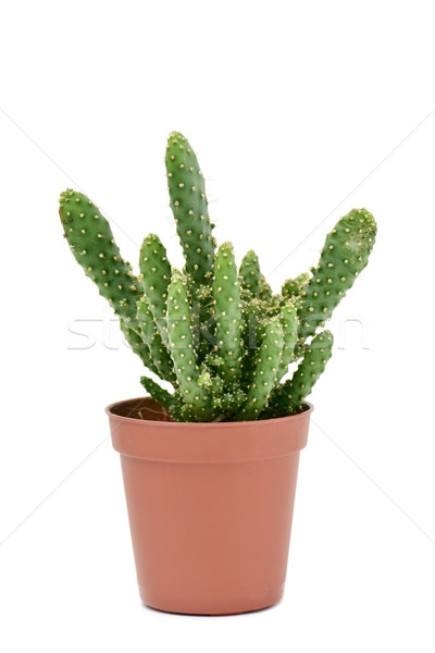 Cactus maro plantă oală alb fundal Imagine de stoc © nito