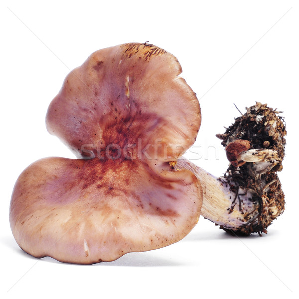Węgiel drzewny grzyby biały żywności tle jesienią Zdjęcia stock © nito