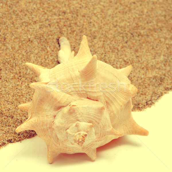 Stock photo: seashell on the sand