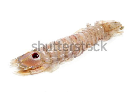 mediterranean mantis shrimp Stock photo © nito