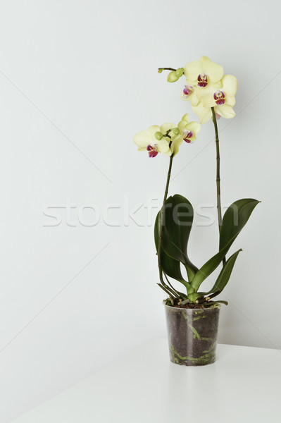 yellow phalaenopsis orchid Stock photo © nito