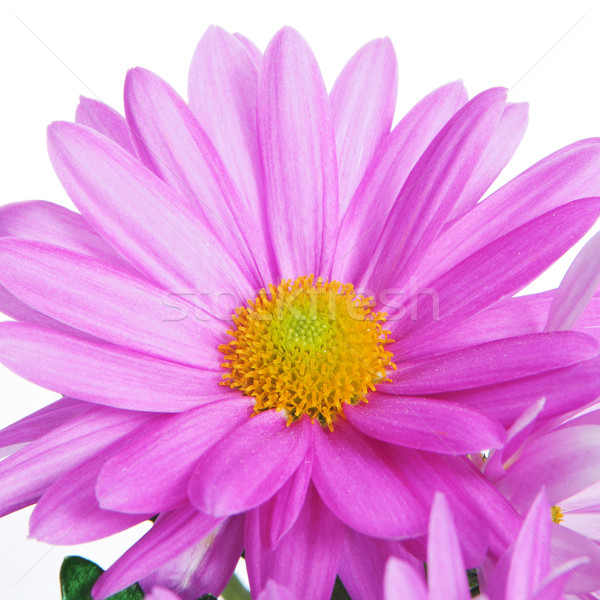 gerbera daisy Stock photo © nito