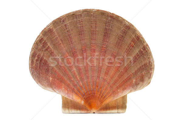 scallop shell or shell of Saint James Stock photo © nito